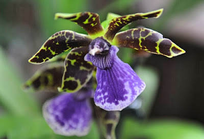 Flor online - orquídea zygopetalum