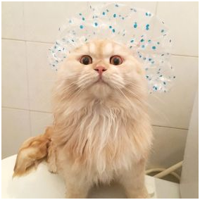 Life's Abundance cat shampoo