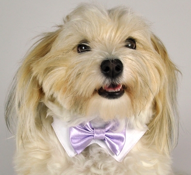 It is time to begin your search for the best dog formal wear