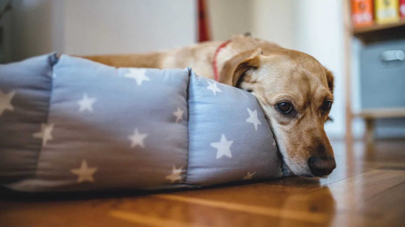 Parvovirose Canina: O Inimigo Invisível que Ameaça seu Cão.