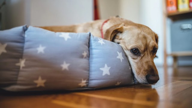 Parvovirose canina: o inimigo invisível que ameaça seu cão.