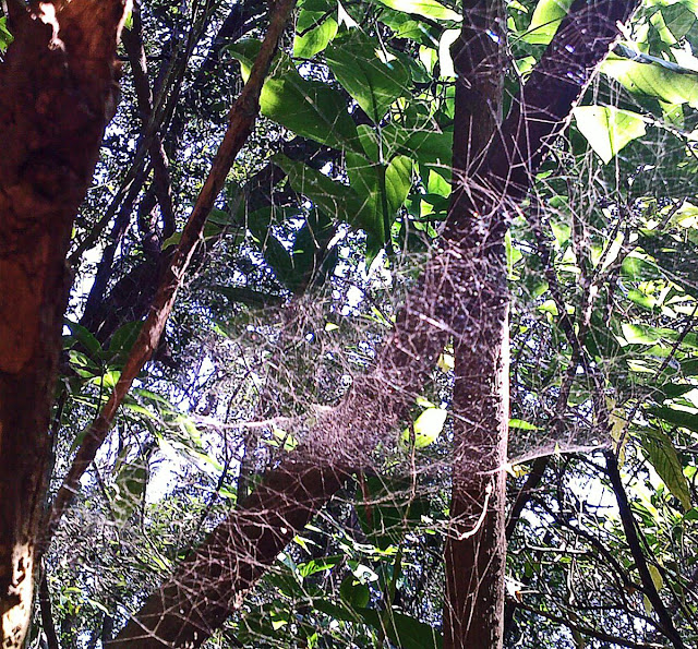 spiderweb between branches of trees