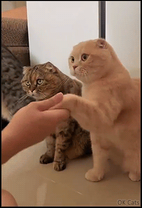 6 funny and cute cats, mode 'Pawshake' activated 🐾