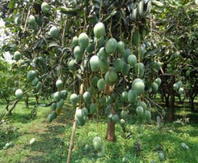 pohon Denarum Agrihorti