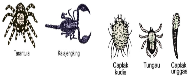 Pengertian dan  Ciri Ciri Hewan  Filum Arthropoda Kelas 