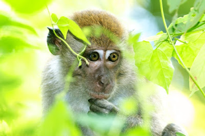 Long-tailed Macaque (Macaca fascicularis)