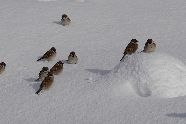 鳥取県米子市尾高 スズメの群れ