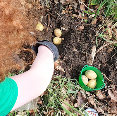 you can plant tired soft potatoes to create more potatoes