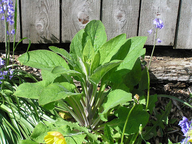 foxglove poisonous plants