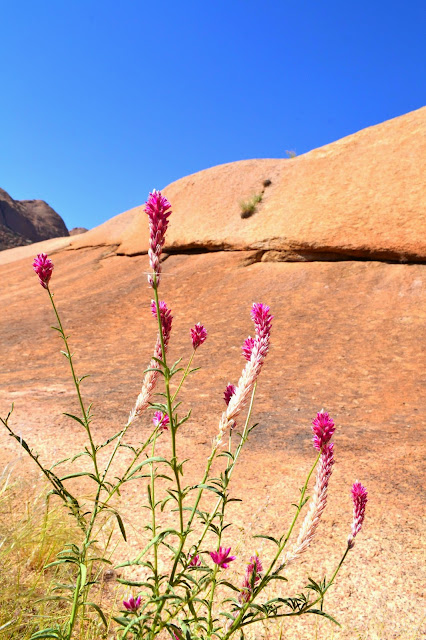 Pink desert flowers