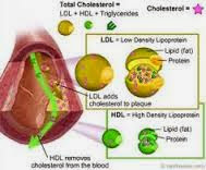 Obat Tradisional Penurun Kolesterol 