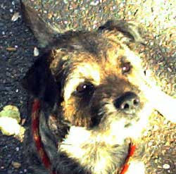 pictures of border terrier