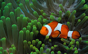 Ocean Life Wallpapers. Tag: Ocean Life Wallpapers, Backgrounds, Photos, . (ocean life wallpapers )