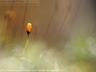 Mousse et cercles de lumière dans la rosée