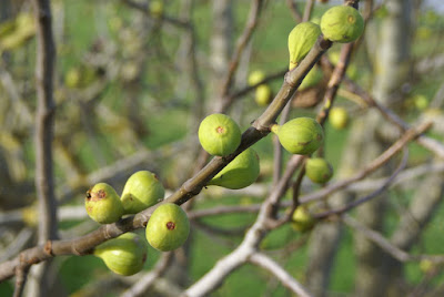 Vijgenboom - Figebeam - Ficus carica