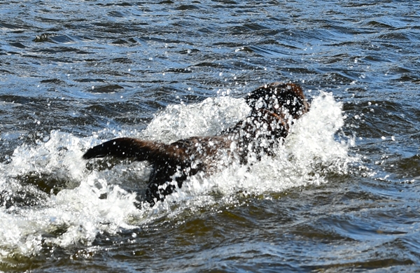 labrador