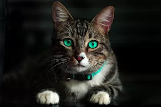 warna mata kucing kampung hijau