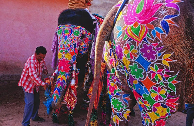 Festival del Elefante en Jaipur Paquidermo