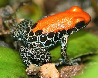 Funny Poison Dart Frog