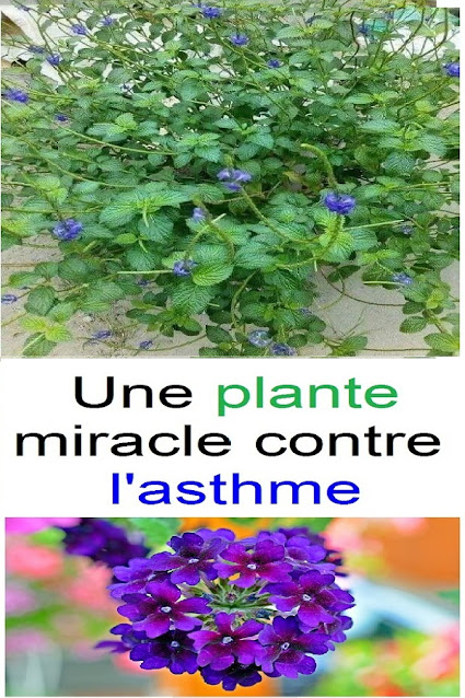 verveine-bleu-contre-l-asthme