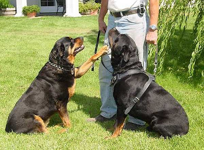 rottweiler-harness-spiked-collar-concept