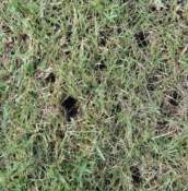 starling damage leaves holes on a lawn