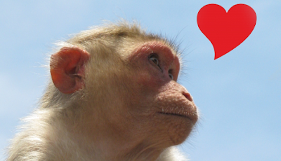 Inilah Asal Mula Kata “Cinta Monyet” 