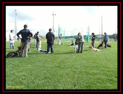 Agility Workshop with australian shepherd