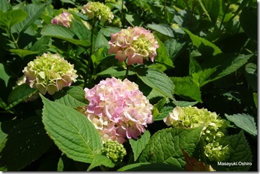 16-DSC09404