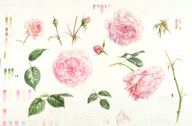 Olivia rose austin botanical study in watercolour 