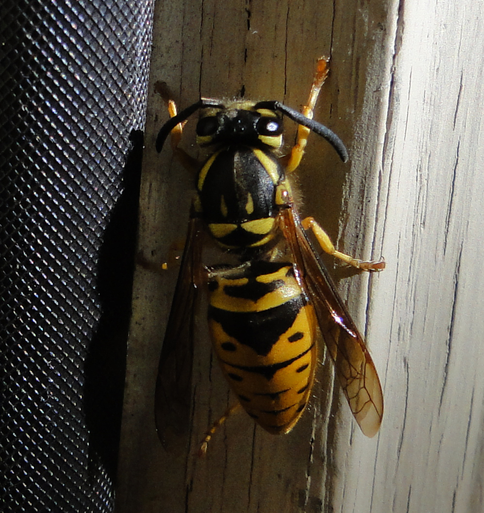 Queen Yellow Jacket