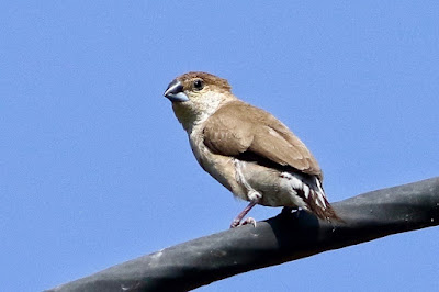 Indian Silverbill