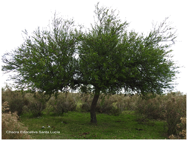 Árbol de Molle-Chacra Educativa Santa Lucía