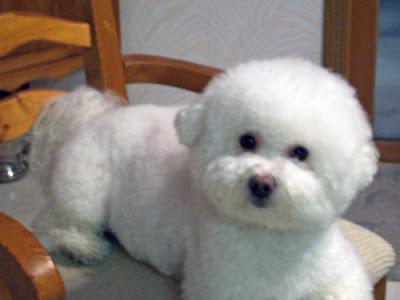 Bichon Frise Puppy Picture