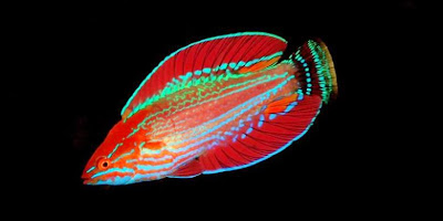 spesies ikan baru, spesies ikan terbaru, ilmuwan indonesia jadi nama spesies ikan baru, spesies ikan baru di NTT