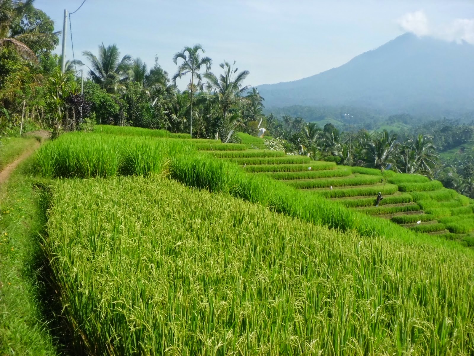 Bali Media Info Pemandangan Terasiring Dan Gunung Batukaru Di