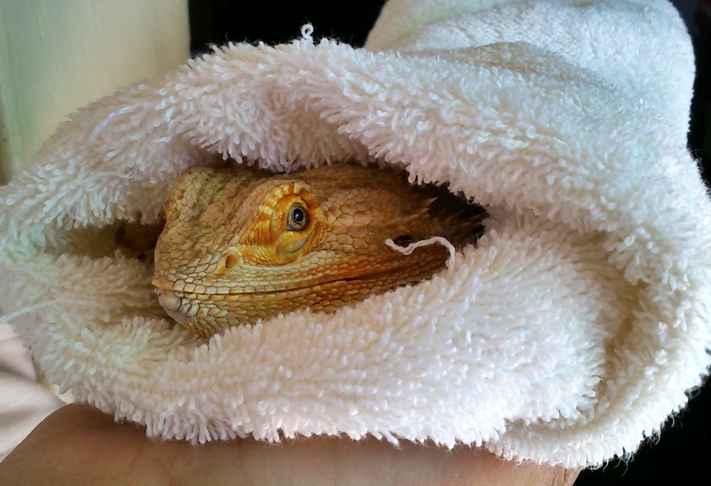 Bearded Dragon Care Bearded Dragon Health and Disease Page 3