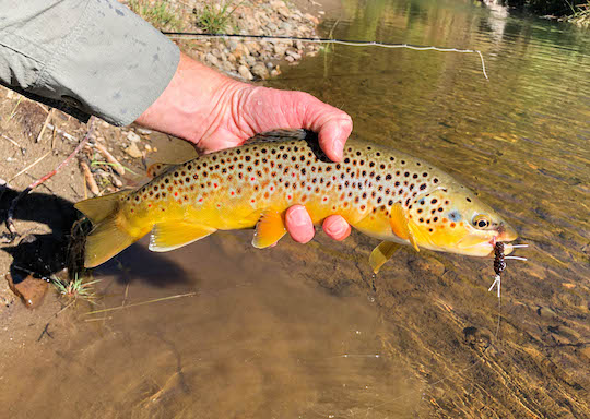 Reminder brown trout in Rocky Mountain National Park Kawuneeche Valley