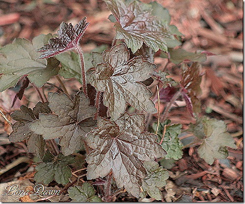 Heuchera_PurplePalace_April23