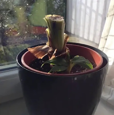 Tips For Overwintering A Banana Plant Indoors