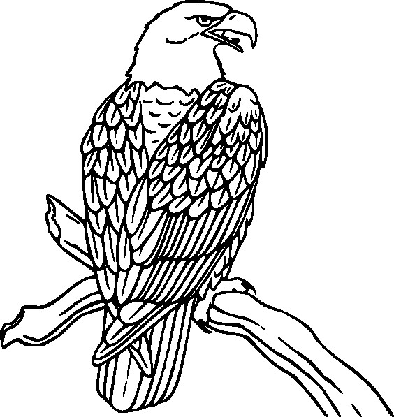  Sketsa  Gambar Burung  Elang  Terbaru gambarcoloring