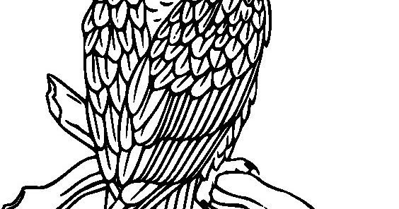  Sketsa  Gambar Burung  Elang  Terbaru gambarcoloring