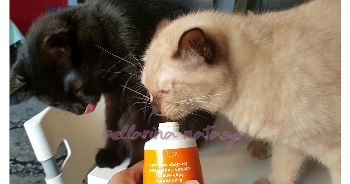 Ubat Untuk Kucing Sakit Telinga - Jurupulih