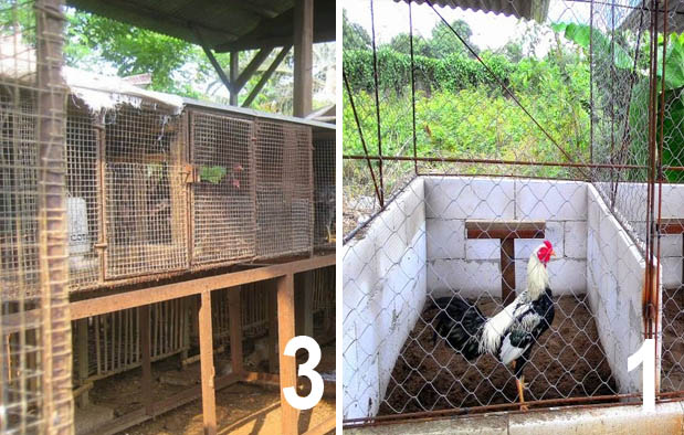 3 Jenis Kandang Ayam Bangkok Ukuran Serta Cara Pembuatannya