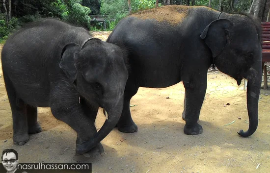 Perkampungan Gajah Kenyir Sungai Telemong