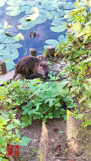 緑ヶ丘公園のヌートリア