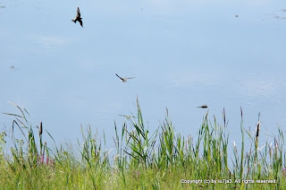 Swallows