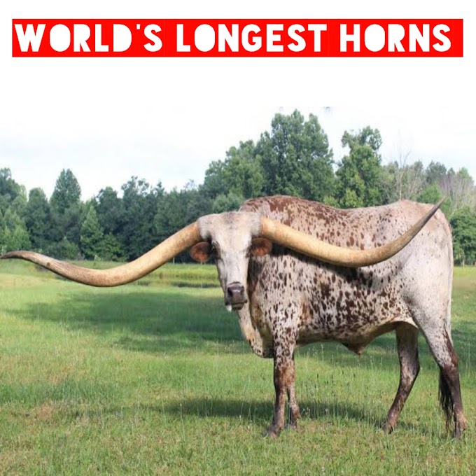 A bull with world's longest horns 