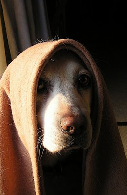 Roupas para Cachorros | Star Wars