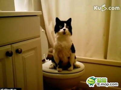 Keren! Kucing pun Buang Kotoran di WC